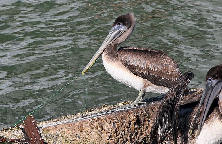 Pelican deaths motivate islanders into action, Local News