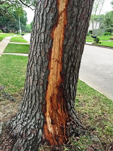 Lightning strikes on trees; peach trees not blooming | Leisure | The Daily  News