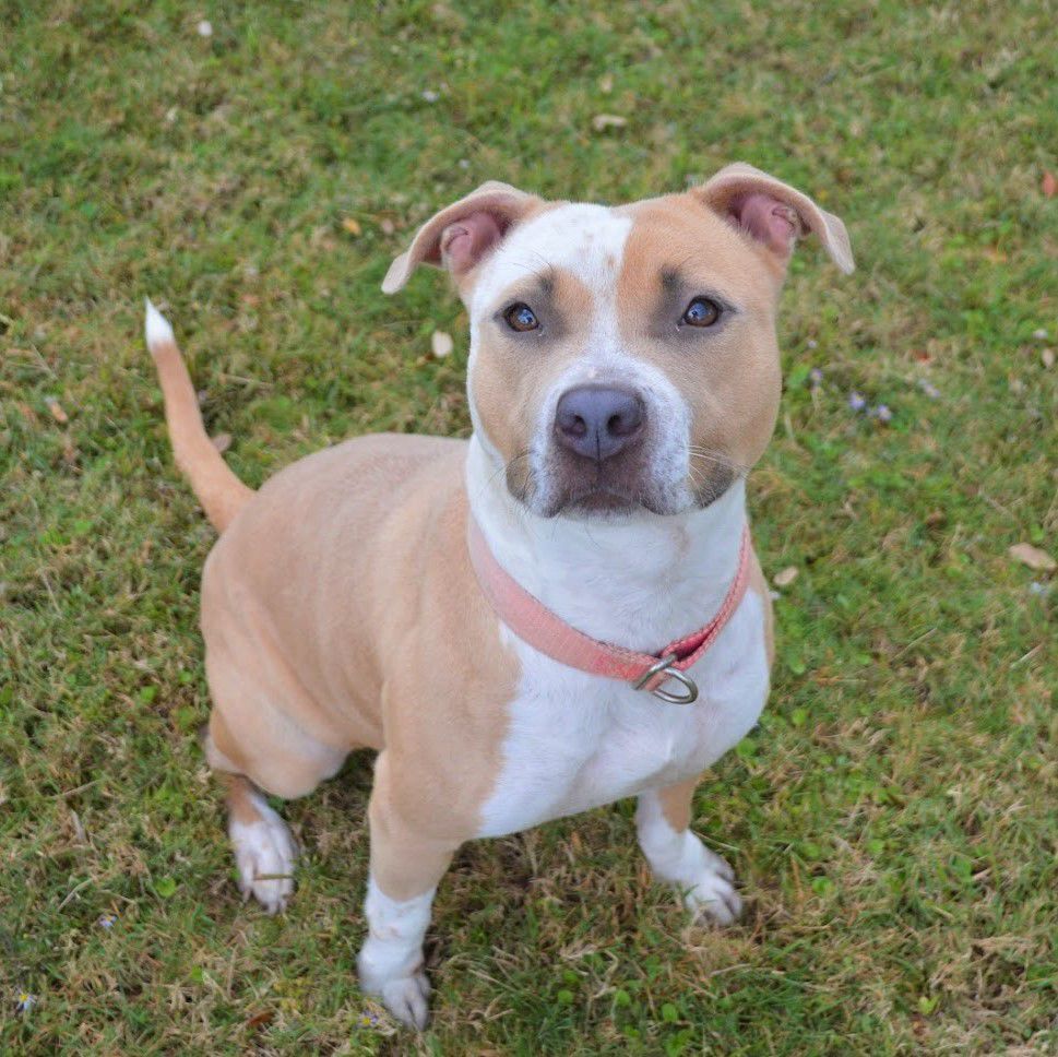 Galveston County Animal Resource Center Pets Of The Week Lifestyle The Daily News