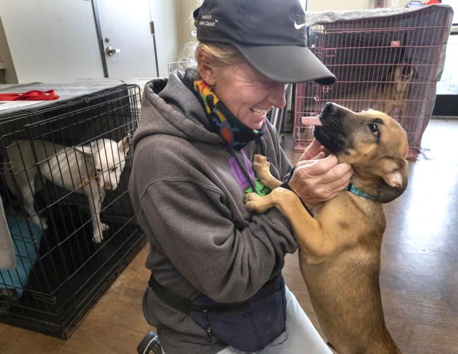 Volunteer worries League City shelter might have to euthanize | Local News  | The Daily News