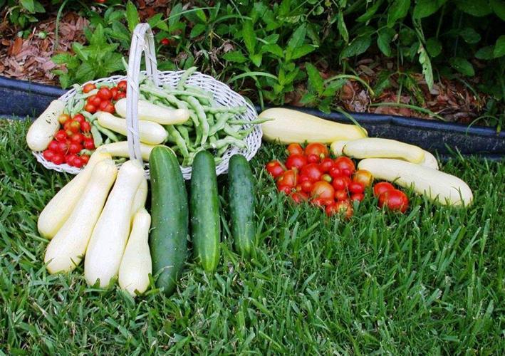 It’s time to plant latesummer and fall vegetable gardens Leisure