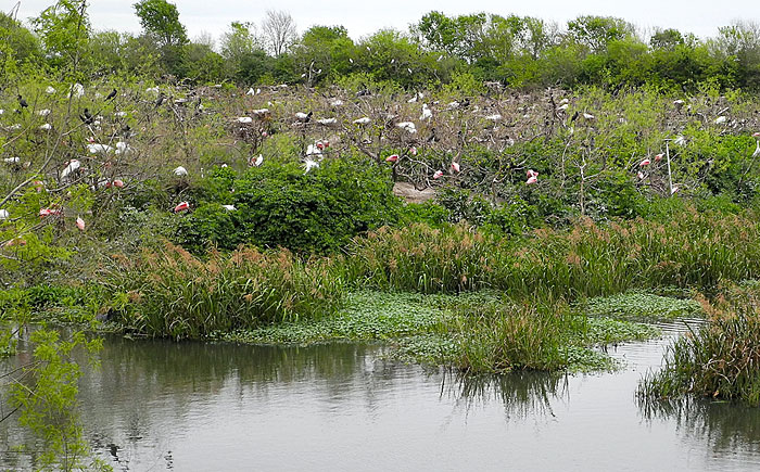 High Island’s rookery a must-see for birders | Leisure | The Daily News