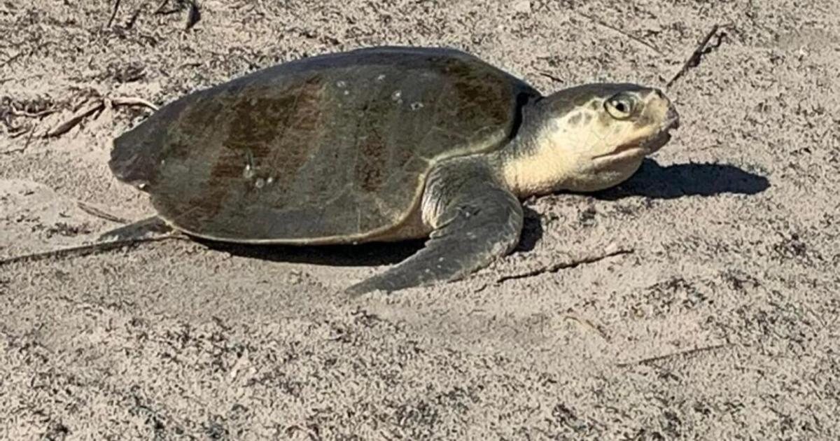 Florida Ridley Turtle Kemp's Ridley sea turtle lays eggs on island | Local News | The Daily News