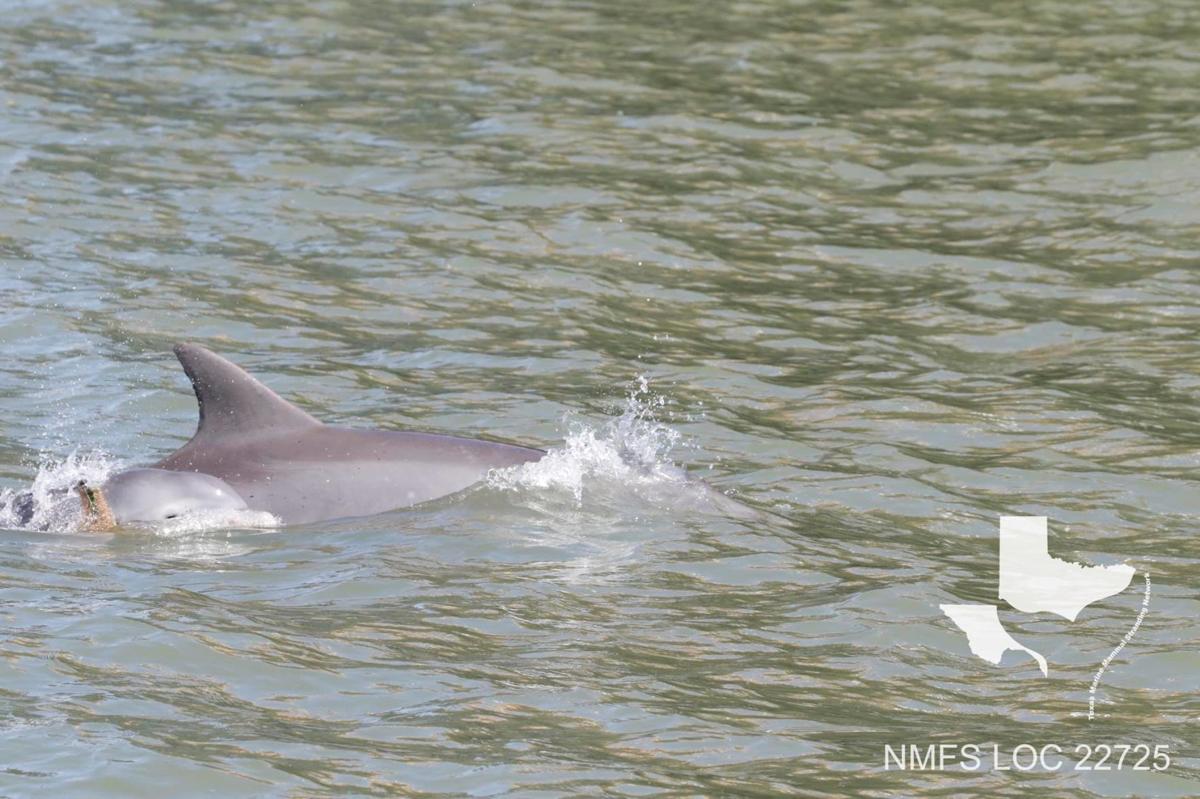 Time Is Of The Essence To Find And Free Tangled Baby Dolphin Local News The Daily News