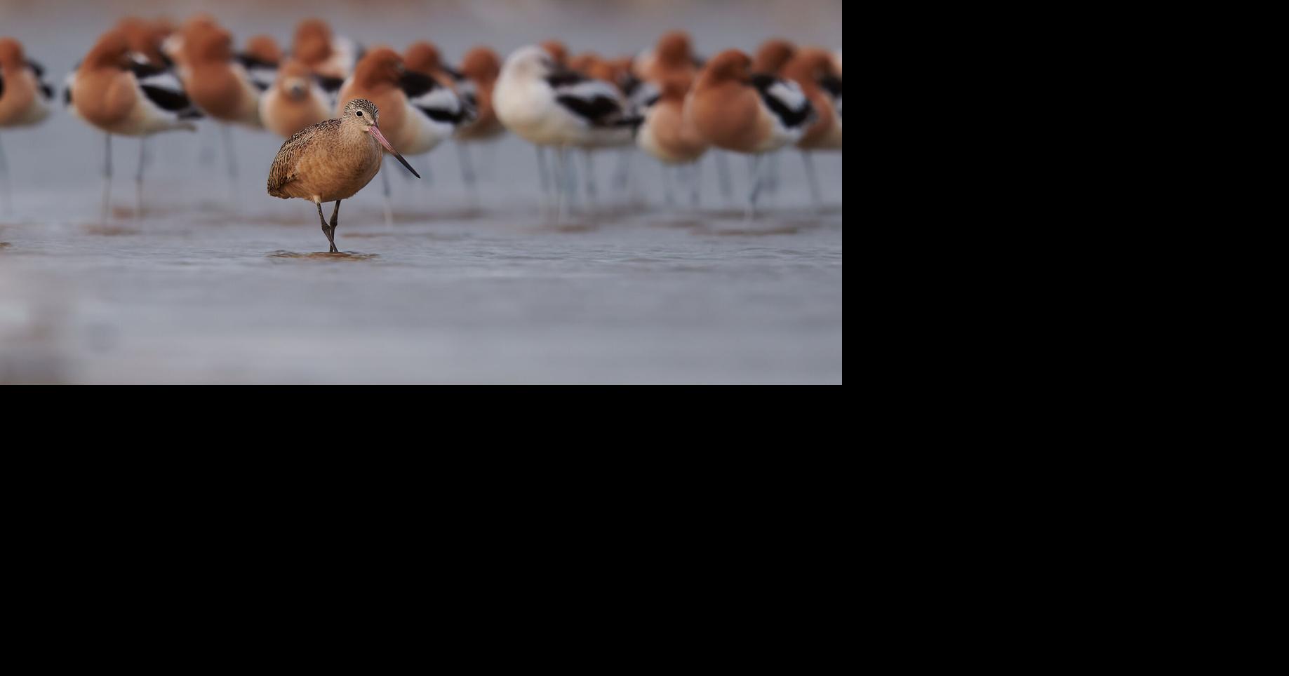 Hot Ticket: Everything from mutton bustin' to bird watching this ...