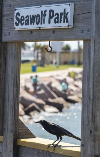 Galveston council to discuss revenue-sharing at Seawolf Park | Local ...