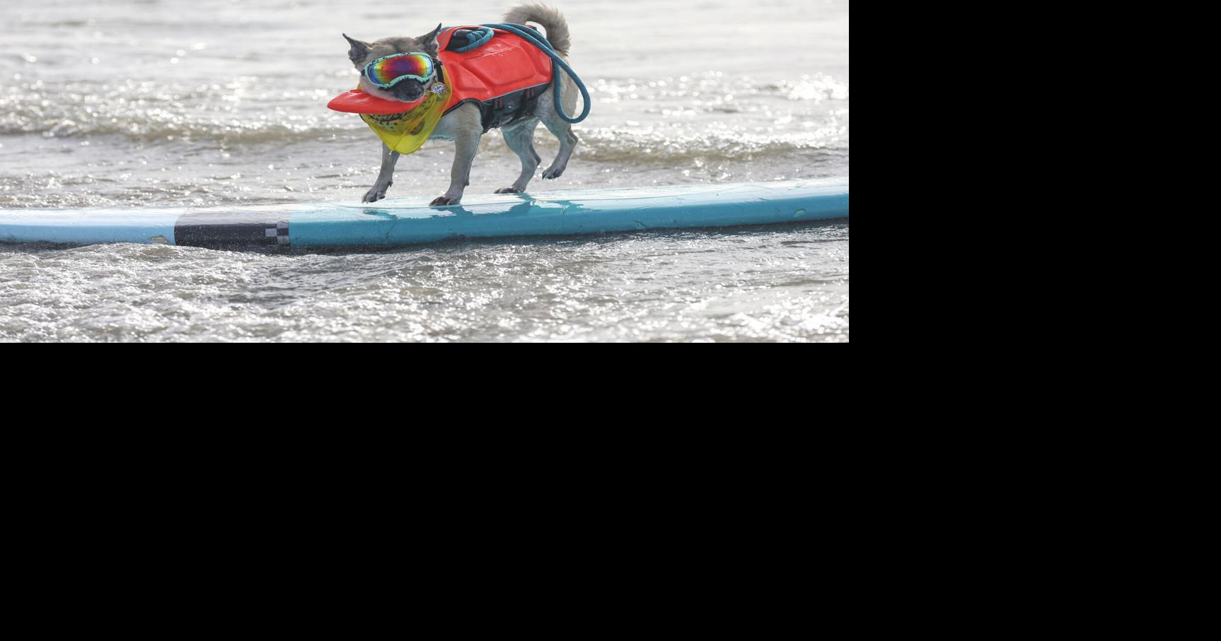Galveston’s Surf Dog Contest: Surfing Pups Make Waves for a Cause
