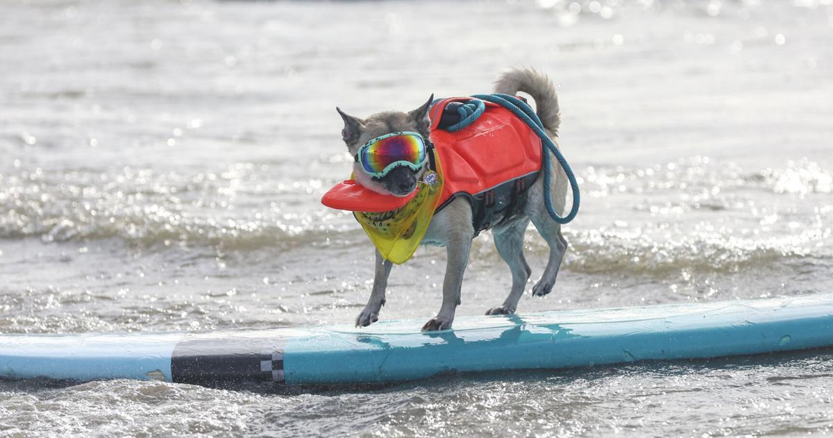 Galveston's surf dog contest raises critical funds, awareness
