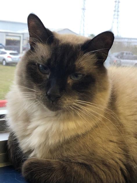 Galveston Island Humane Society Pets Of The Week Lifestyle The