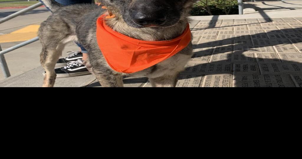 Galveston Island Humane Society pets of the week Leisure The Daily News