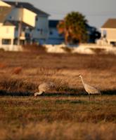 Local governments leave wetlands protection to feds