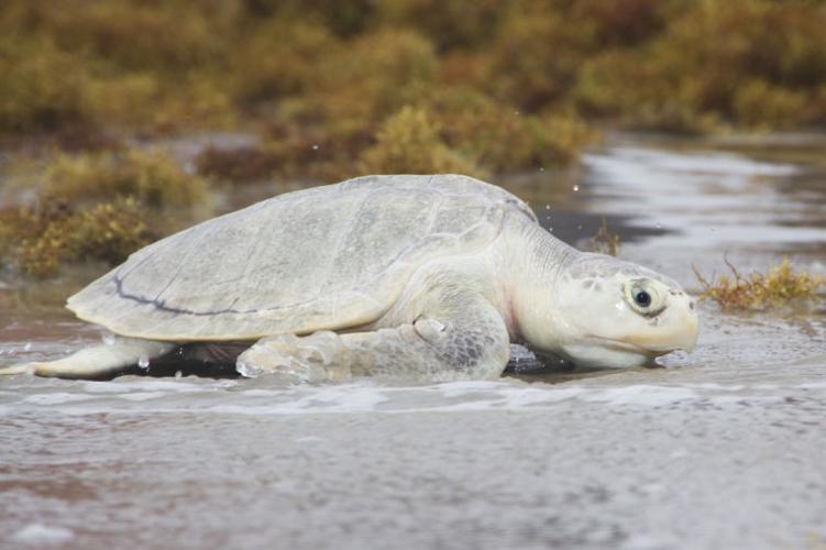 Sea turtle 'shell-ebration'