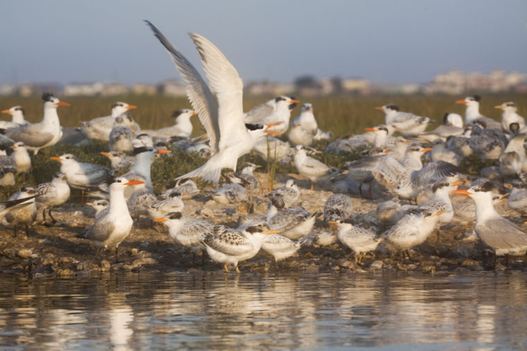Royal terns