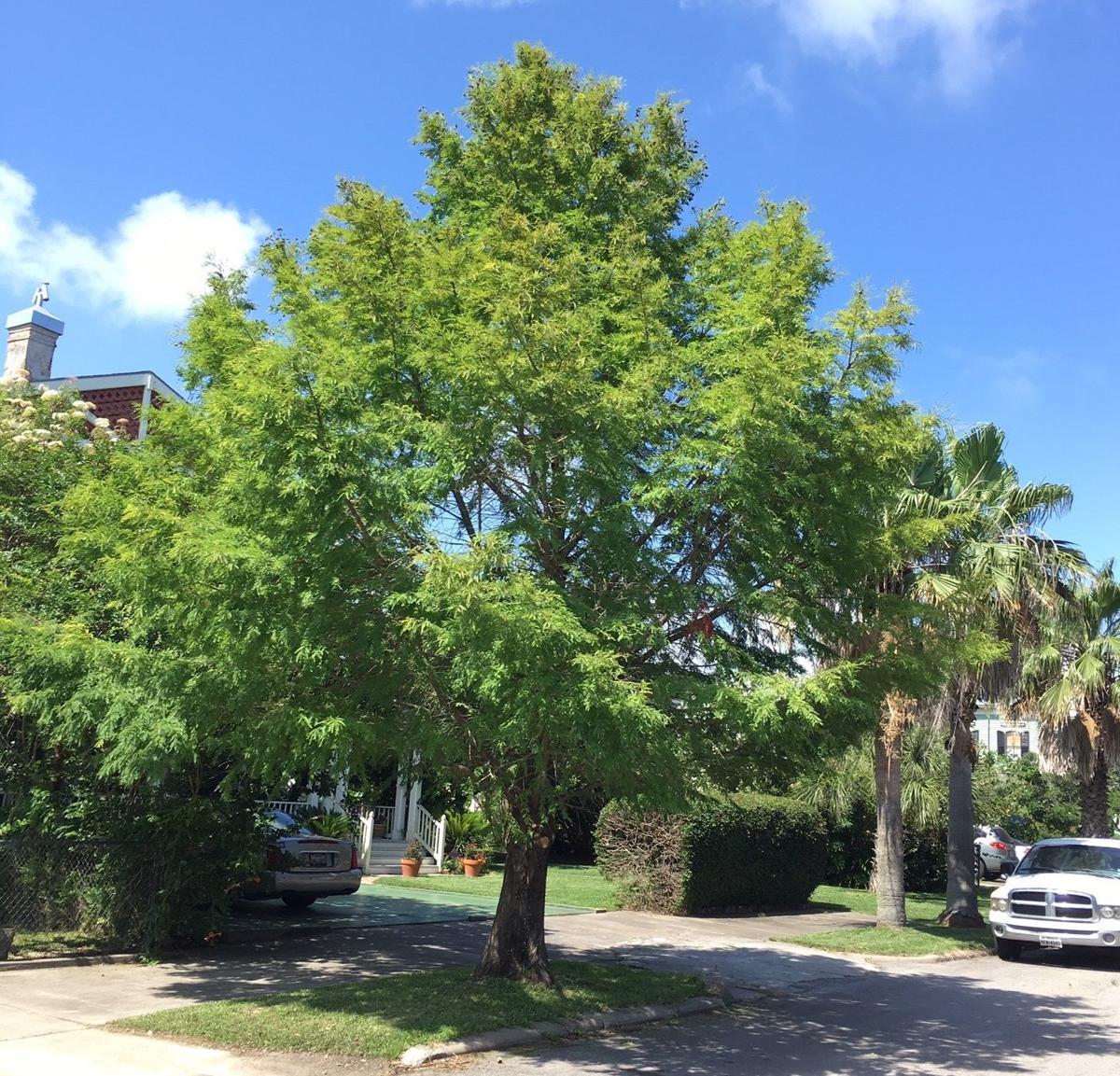 Montezuma Bald Cypress Good Choice For This Area Guest Columns The Daily News