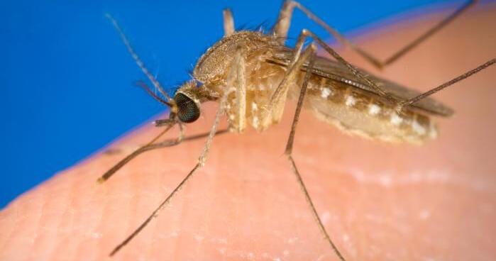 Don't let your guard down against West Nile virus