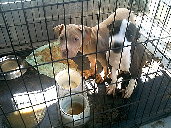 Animal Resource Center under investigation after cruelty complaints