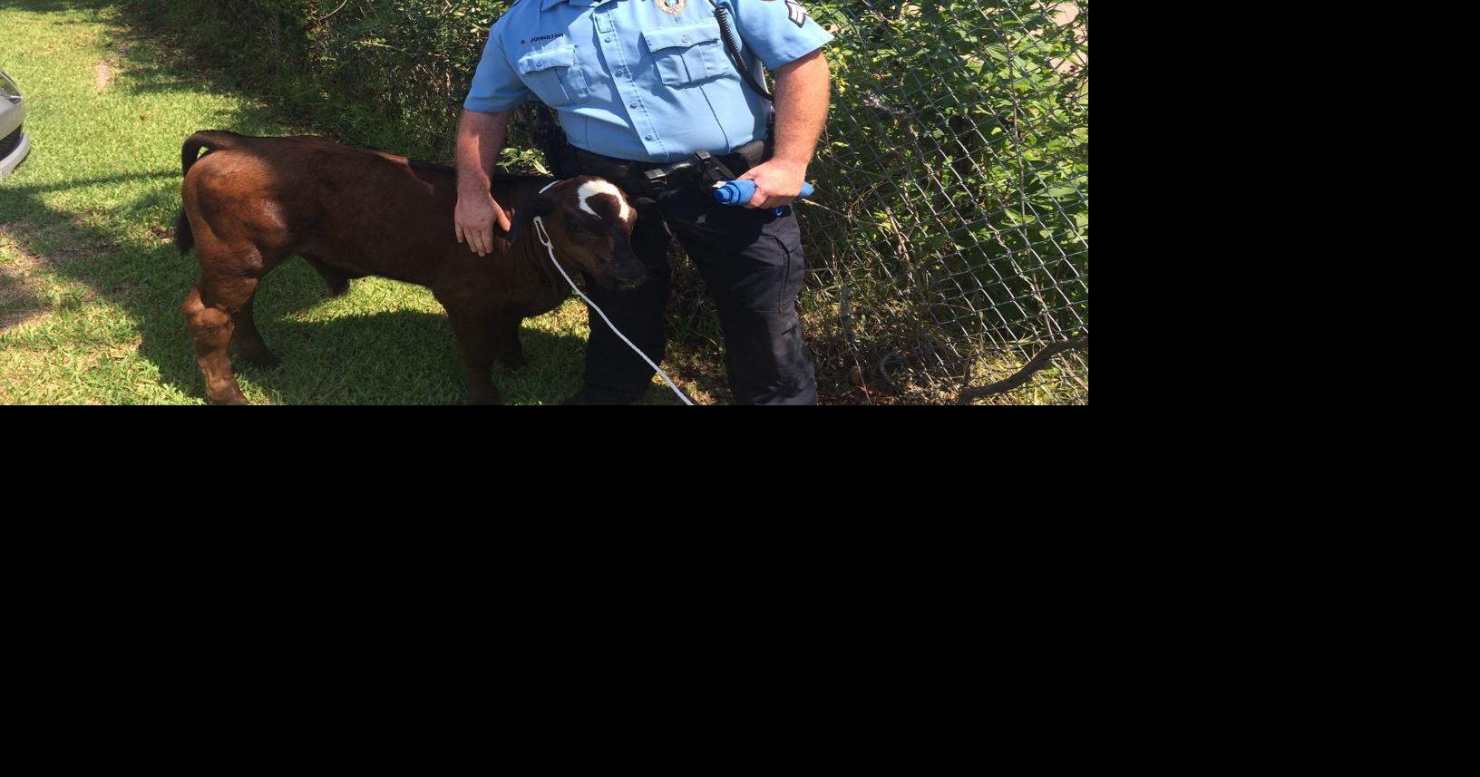 Officer wrestles calf after Texas City police chase Tj Aulds The