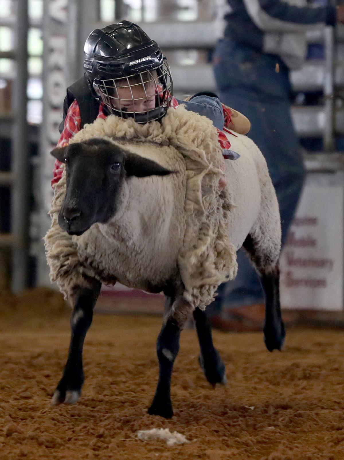 Photos Saturday at the Galveston County Fair & Rodeo In Focus The