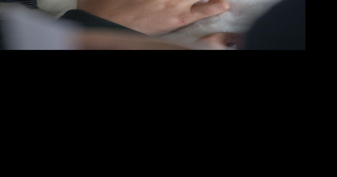 Galveston County Fair & Rodeo rabbit show a hare-raising good time ...