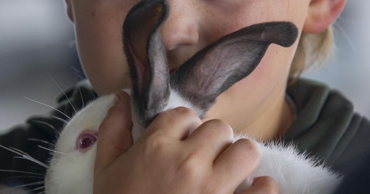 Galveston County Fair & Rodeo rabbit show a hare-raising good time ...