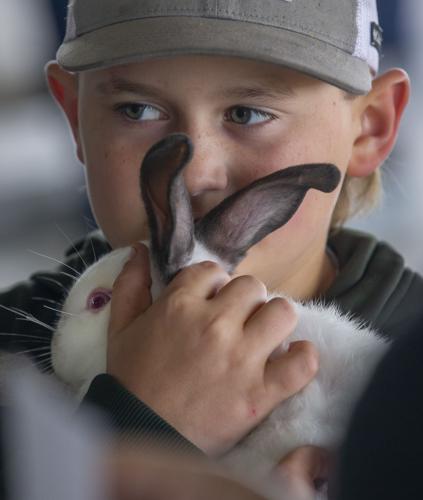 Galveston County Fair & Rodeo rabbit show a hare-raising good time ...