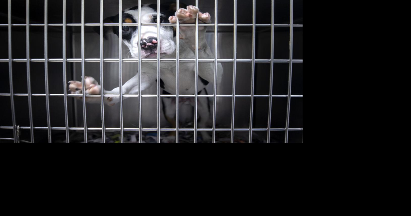 Time running out for dogs, cats in crowded shelters | Local News