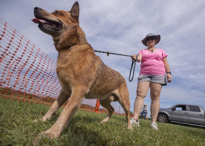 Galveston Kennel Club hosts dog coursing trials Local News The Daily News