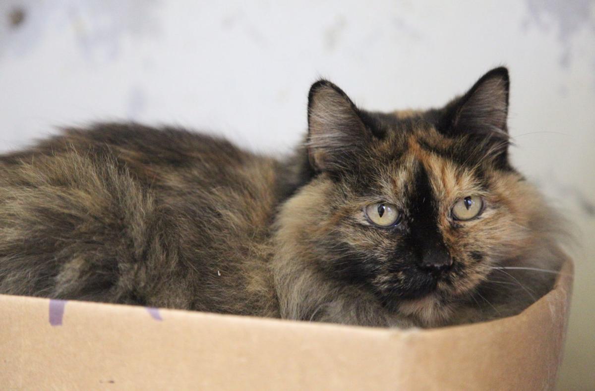 Galveston Island Humane Society Pets Of The Week Lifestyle The Daily News