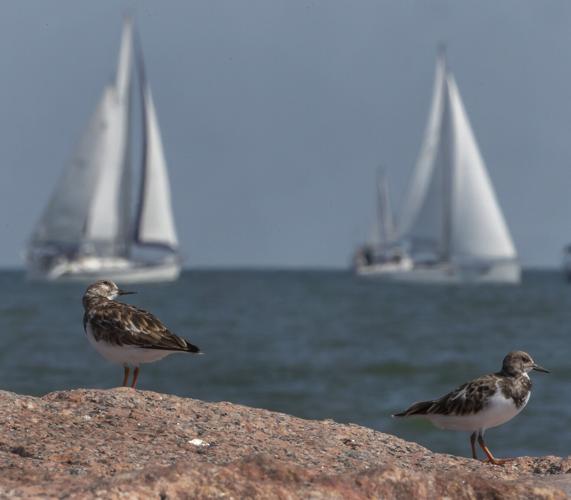 Harvest Moon Regatta sets sail Local News The Daily News