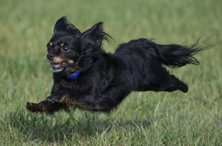 Galveston Kennel Club hosts dog coursing trials Local News The Daily News