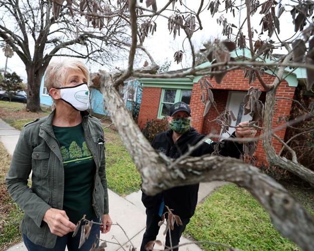Time, water keys to helping flora recover, Galveston County experts say
