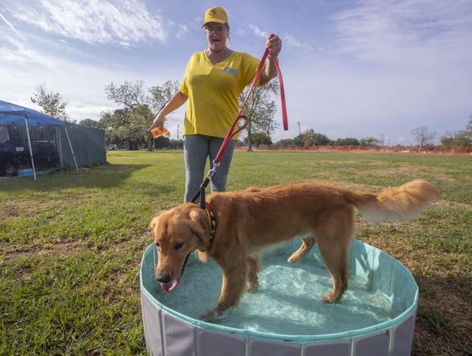 Galveston Kennel Club hosts dog coursing trials Local News The Daily News