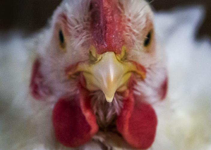 Photos 1st Saturday of the Galveston County Fair & Rodeo In Focus