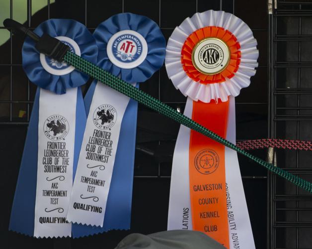 Galveston Kennel Club hosts dog coursing trials Local News The Daily News