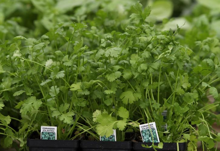 Friends of Moody Gardens annual Gulf Coast Herb Fair highlights