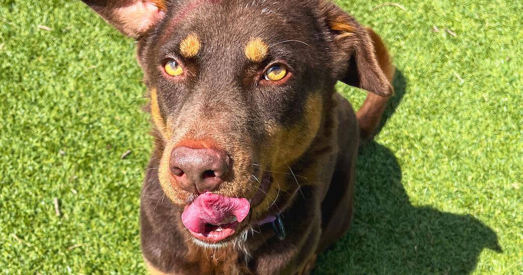 Galveston Island Humane Society pets of the week - Vimarsana News