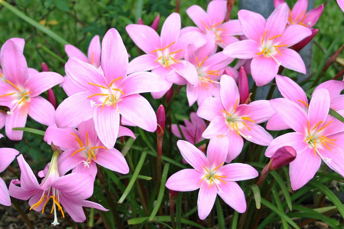 Plant of the month Rain lilies thrive in neglected gardens Leisure