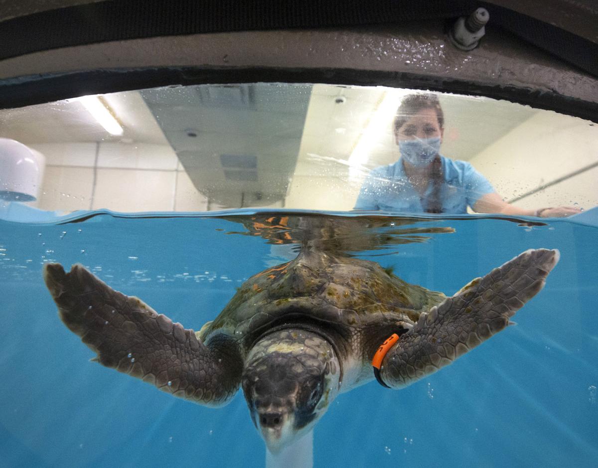 Cold-Stunned Turtles