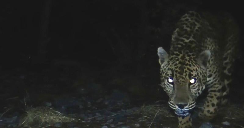 The University of Arizona Wild Cat Research & Conservation Center tracked this southern Arizona jaguar around the Coronado National Forest in 2023 and 2025. He was seen at six different camera trap locations.