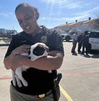 Crash puppy may be put up for adoption, officials say