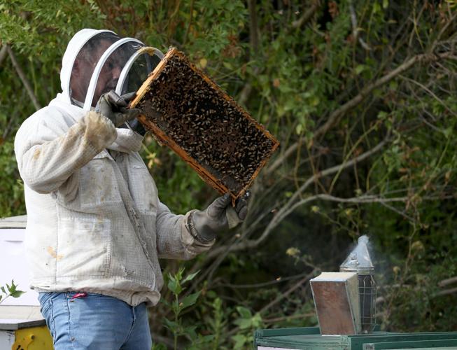 Texas beekeepers face possible jail time under proposed legislation