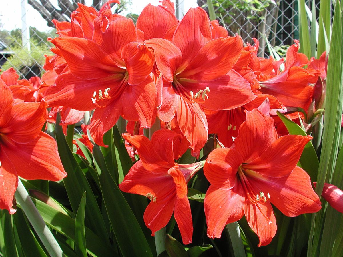Amaryllis provides dependable flower show Leisure The Daily News