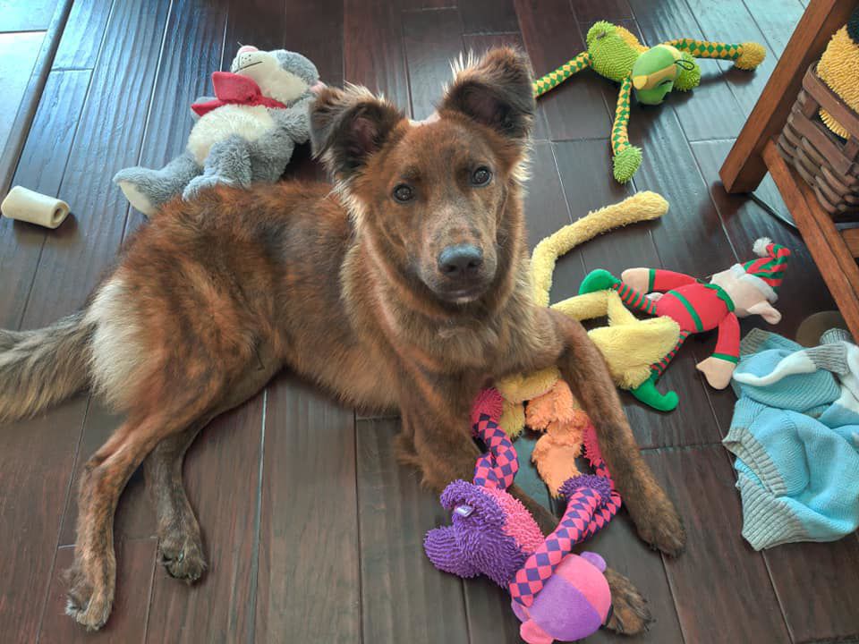 animal resource center near me