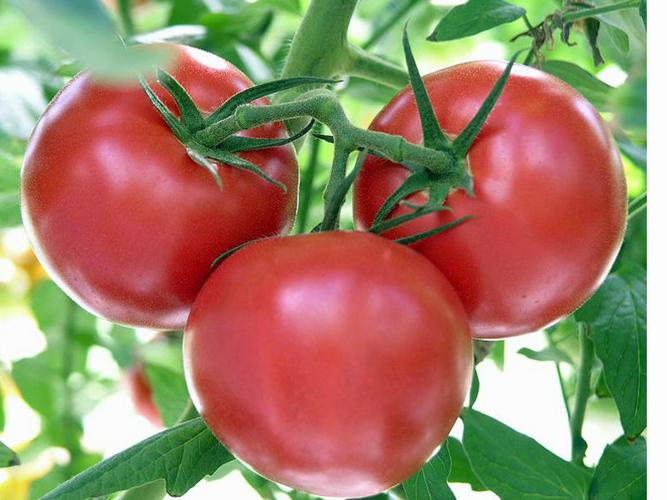 Are tomatoes fruit or vegetable? Leisure The Daily News