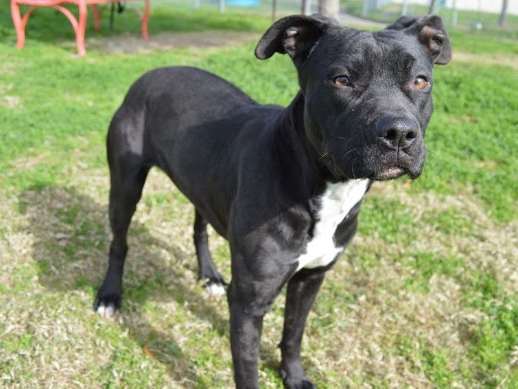 animal resource center near me