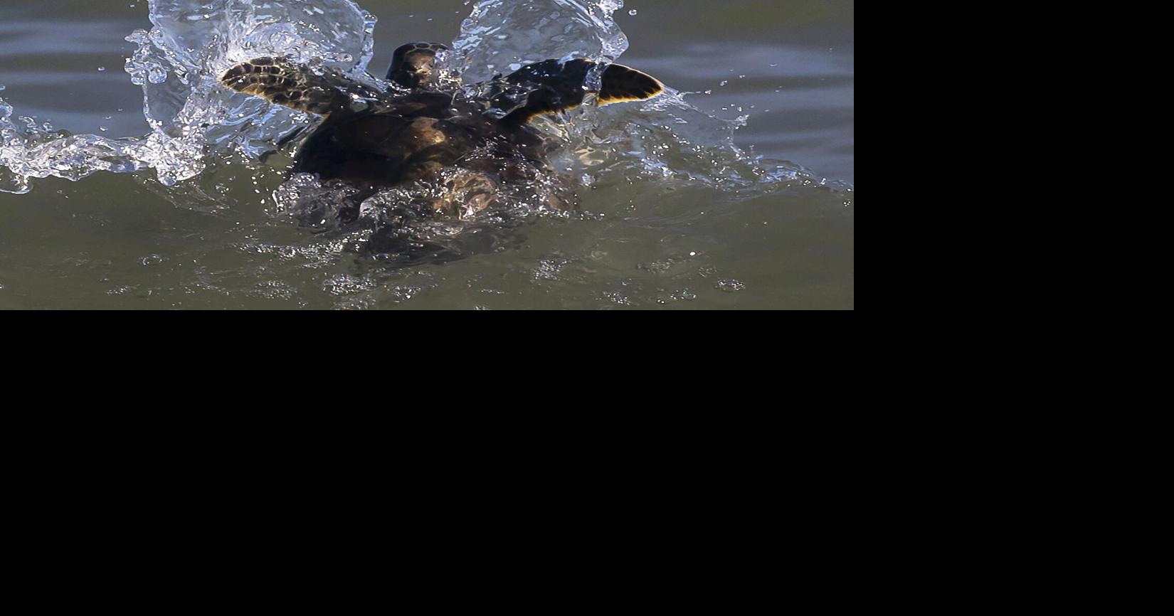 More than 100 cold-stunned sea turtles returned to Gulf after freeze ...