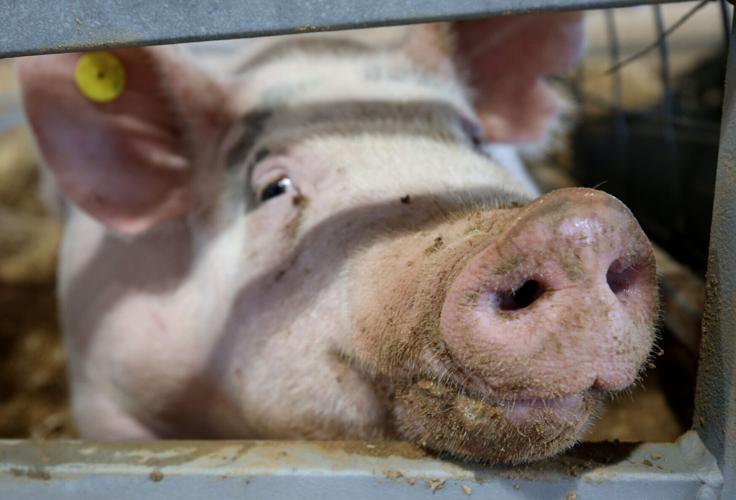 Galveston County Fair & Rodeo continues Local News The Daily News