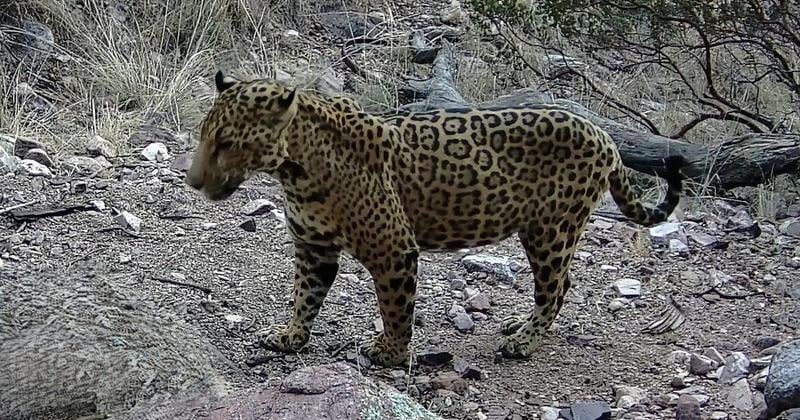 Cinco, the most recent jaguar spotted in Arizona, was captured on trail camera footage during the day for the first time on Aug. 18, 2026. He was originally detected last November.