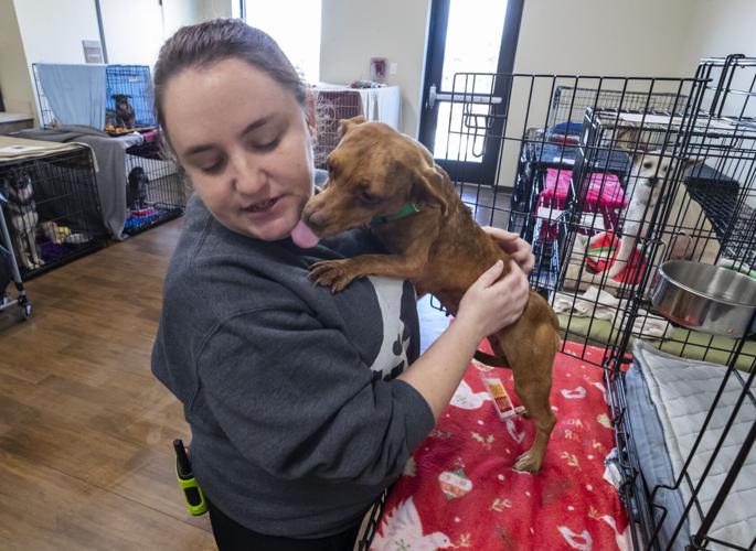 Animal shelters in Galveston County stretched as people surrender pets |  Local News | The Daily News