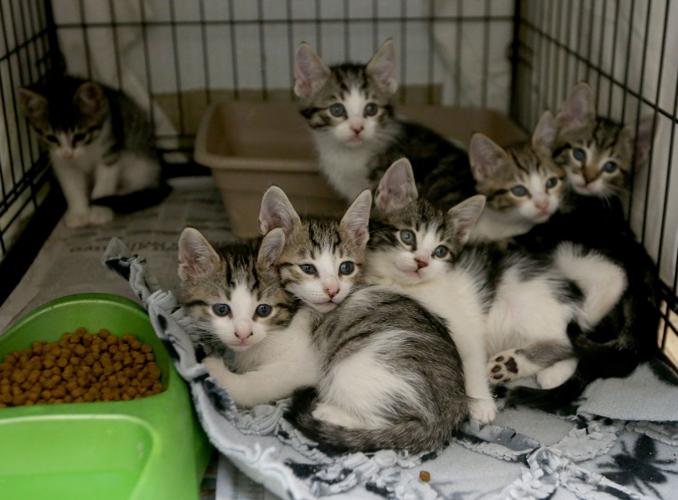Galveston humane society gets 48 animals in one day Local News The